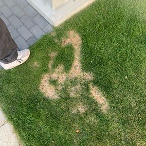 Meet your Posher, Isla